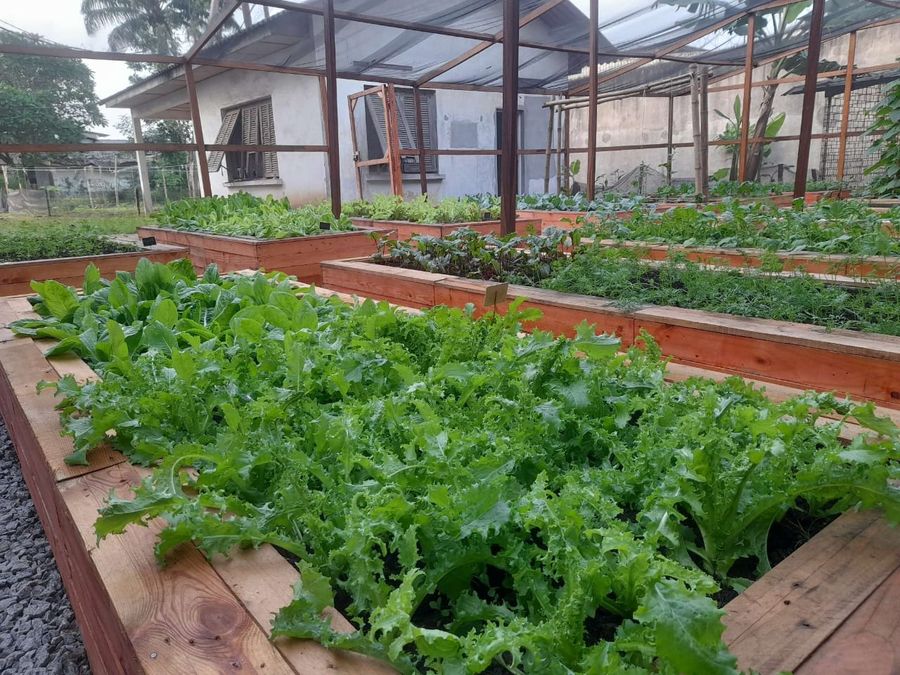 Potager : JARDILUS