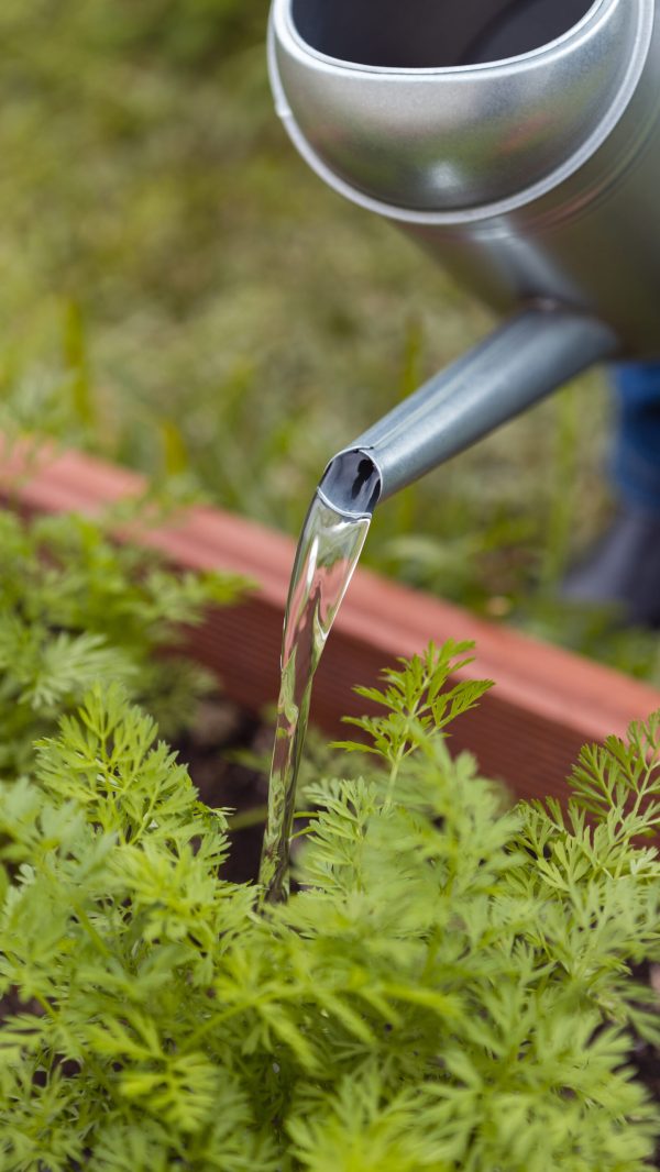 close-up-gardener-watering-with-sprinkler